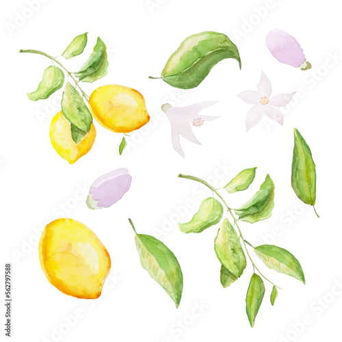 Fototapeta Naklejka Na Ścianę i Meble -  Watercolor set of lemons. Lemon branch, leaves and flowers.