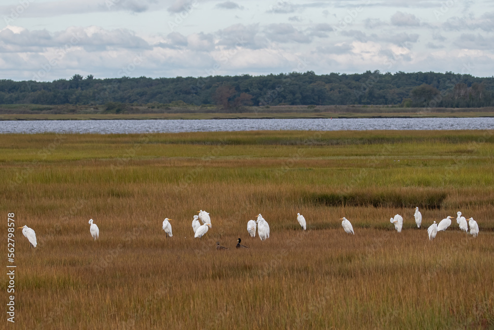 Fototapeta premium A group of Great Egrets in the marsh with pair of mallards.
