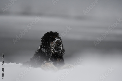 Chien de race cocker spaniel noir dans la neige dans la forêt