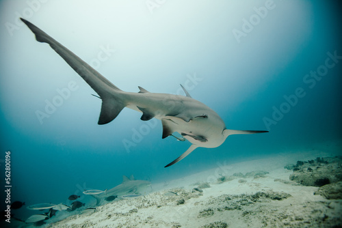 Wallpaper Mural Shark 2 Torontodigital.ca