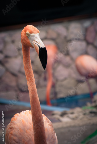 Los flamencos son aves zancudas bastante grandes que llegan a medir de 102 a 122 cm. El peso de un flamenco puede ser de hasta 4 Kg.Su dieta es variada e incluye insectos, gusanos, algas microscópicas