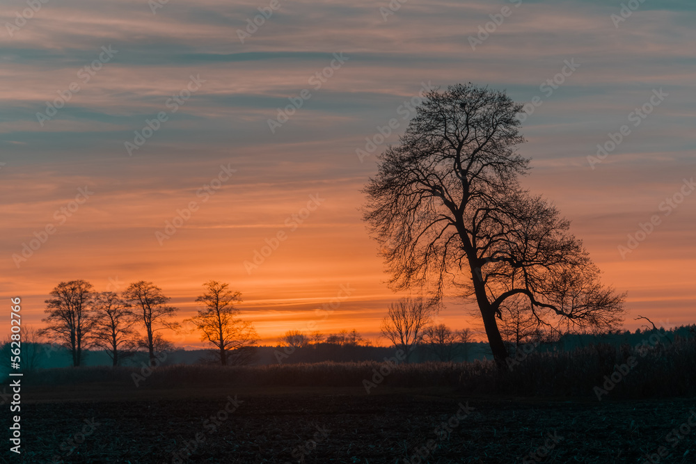 Fototapeta premium Trees at sunset