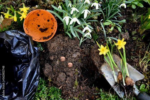 Daffodil spring gardening equipment, planting poster learn to garden flowers vegetal eater