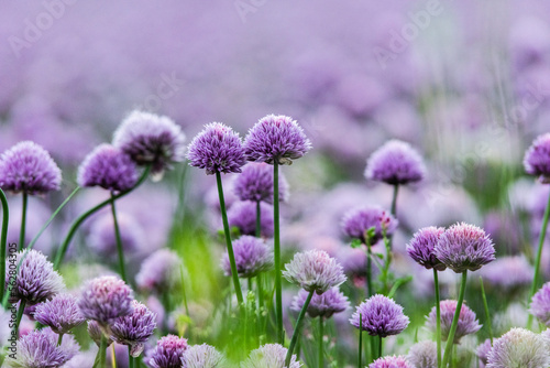 flowers of chives photo