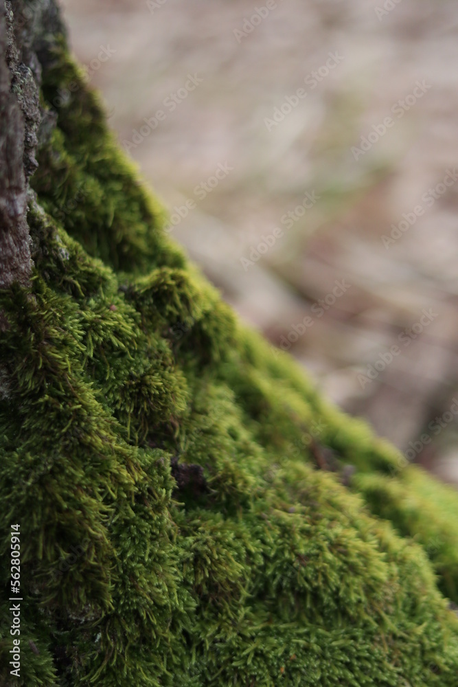 moss on the tree