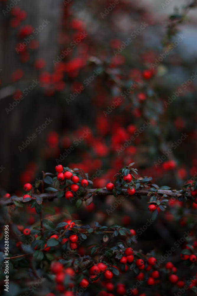 berries