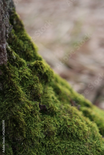 moss on the tree