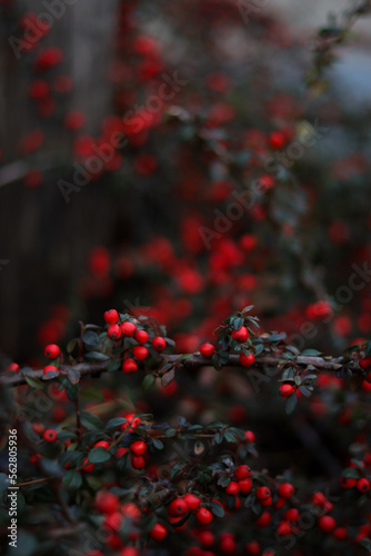 berries © Karyna