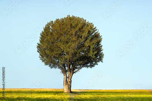 A Lonely Tree (Generative AI)