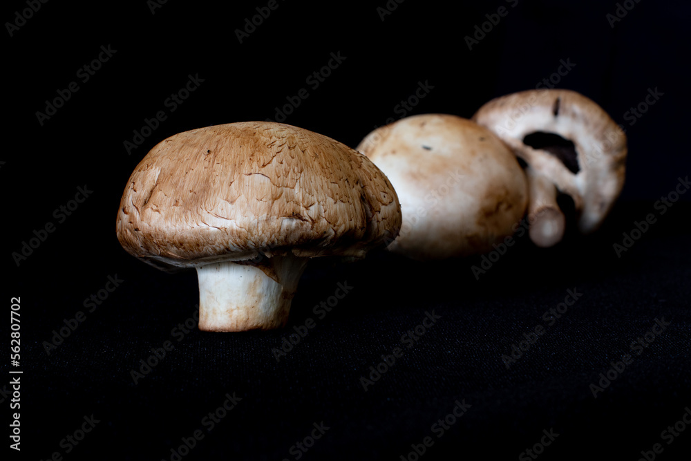 champignon,setas, champiñon champignon,setas, champiñon