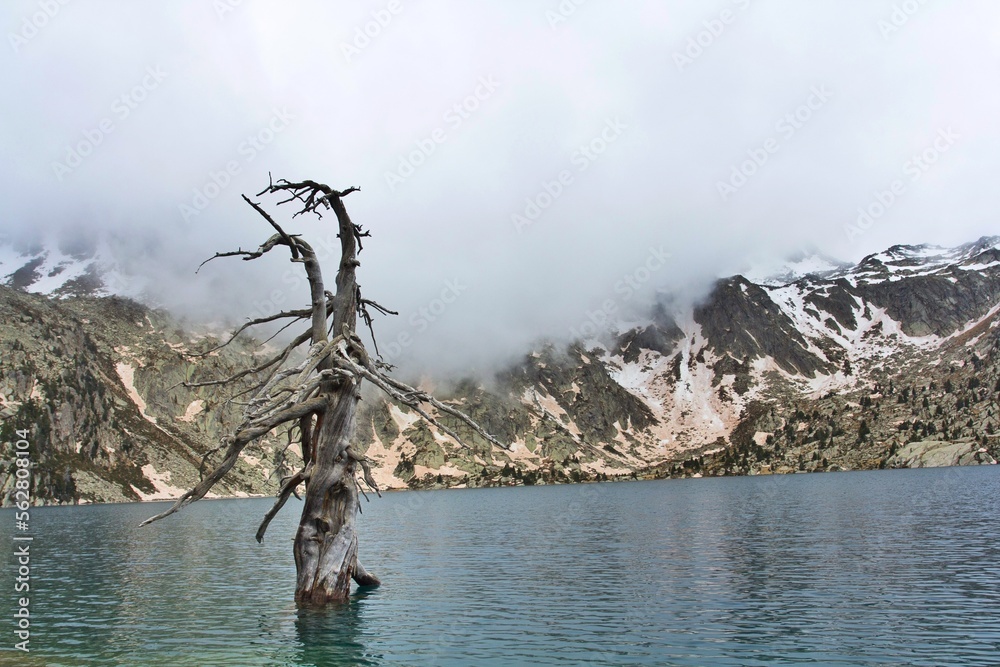 dead tree emerges from a glacial lake with snow-capped mountains in the background in the Pyrenees