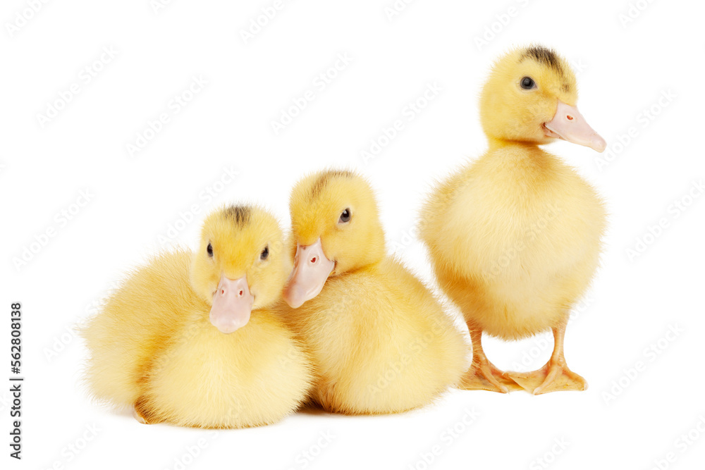 Three newborn yellow mulard ducklings isolated on white background.