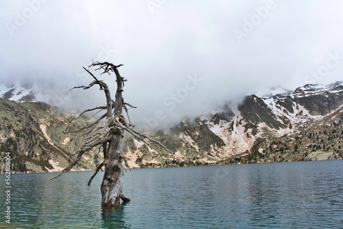 dead tree emerges from a glacial lake with snow-capped mountains in the background in the Pyrenees © Jorge