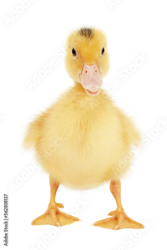 One little inquisitive duckling on a white background. Young poultry.