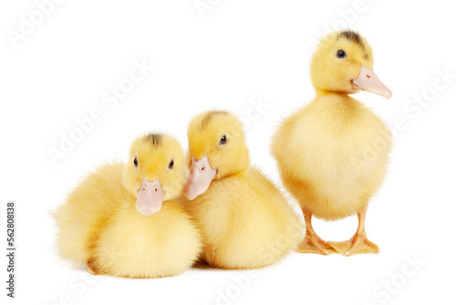 Three newborn yellow mulard ducklings isolated on white background.