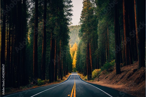 Background image, asphalt road through the old forest, high redwoods, autumn, wallpaper
