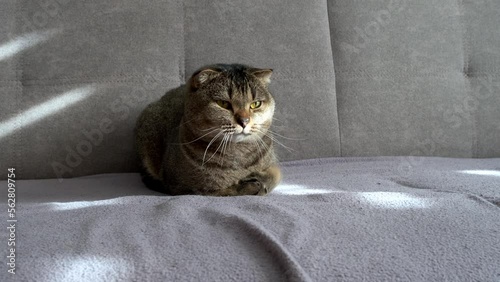 Scottish fold cat lies on the sofa in the sun, happy cat. photo