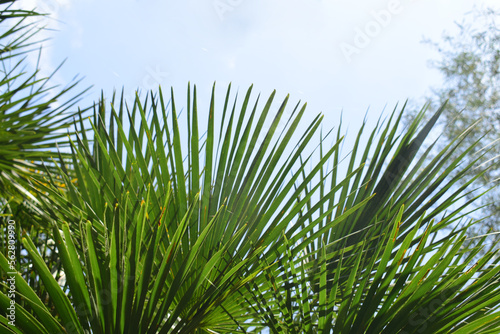 Saw Palmetto plant. Part of the sky for copy space. Nature background.