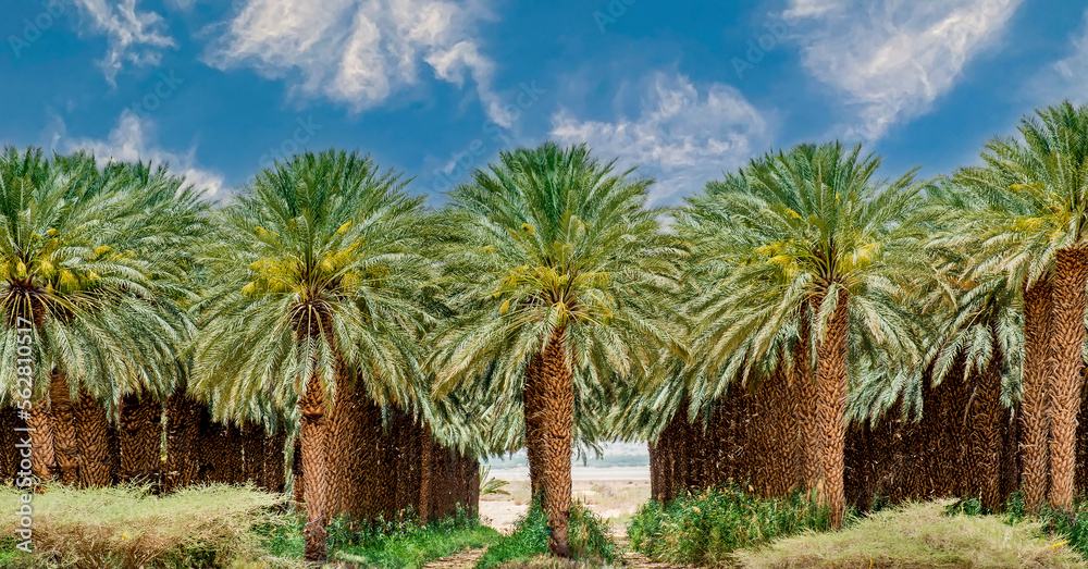Industrial plantation of date palms. Desert and arid sustainable agriculture industry intended for GMO free and healthy food production in the Middle East Industrial plantation of date palms. Desert and arid sustainable agriculture industry intended for GMO free and healthy food production in the Middle East