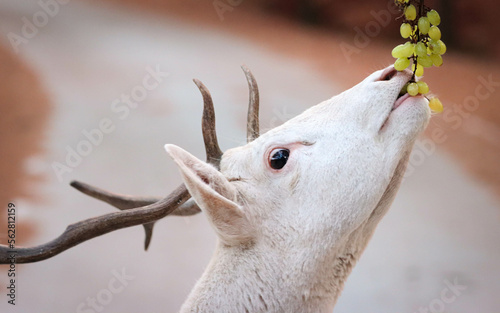 A male white fallow deer is eating green grape. Close-up portrait of male white fallow-deer with red and grey background.
