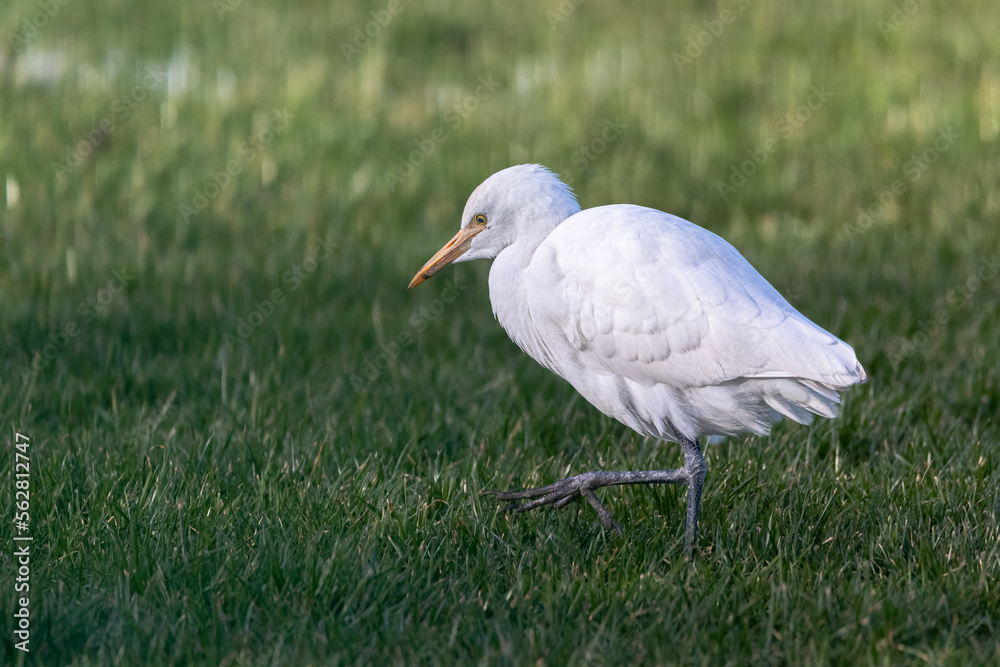 Great Egret walking in a meadow Great Egret walking in a meadow