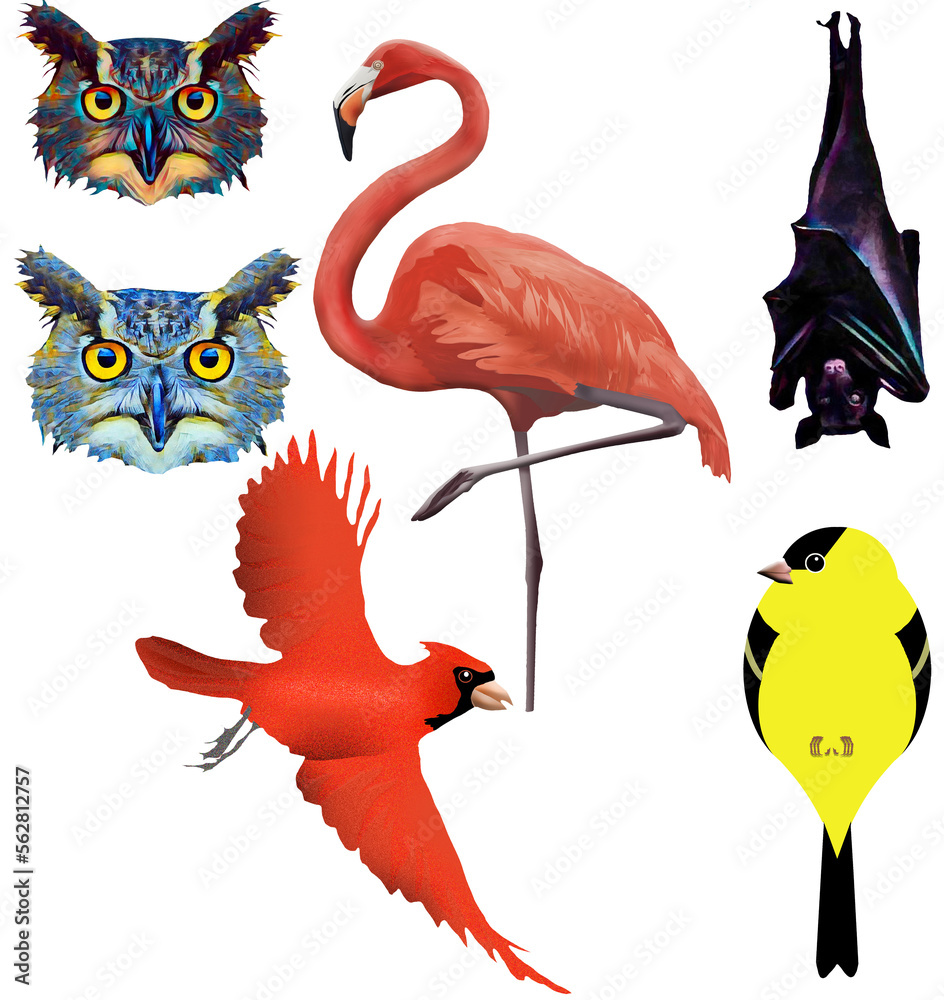 Great horned ows, flamingo, fruit bat, cardinal and golfinch bird are