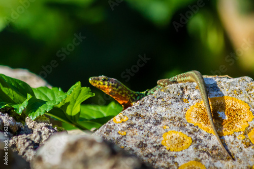 lizard on a rock photo