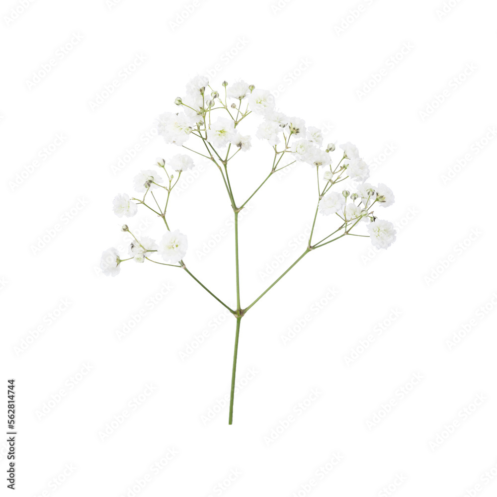 Closeup of small white gypsophila flowers isolated on white - obrazy, fototapety, plakaty 