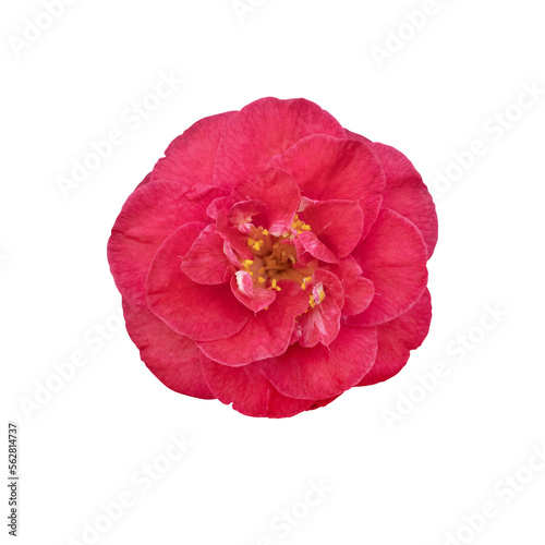 Red camellia flower isolated on white background. Red Camellia japonica blossom in full bloom, close up