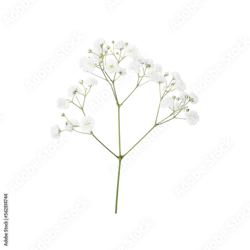 Closeup of small white gypsophila flowers isolated on white photo