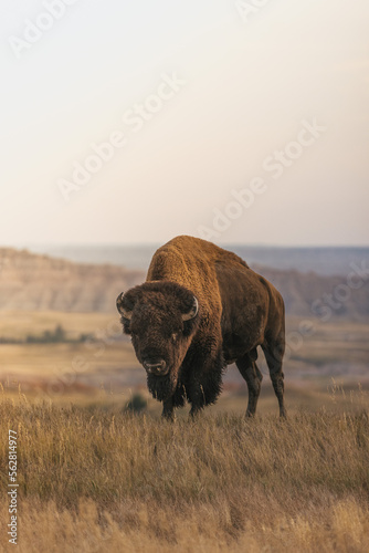 buffalo grazing in field