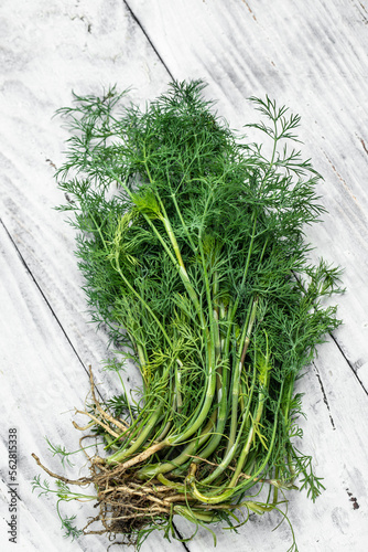 Chopped fresh dill on a cutting Board and a bunch of dill preparation for freezing serving size organic healthy ething natural product portion on a wooden table. Top view