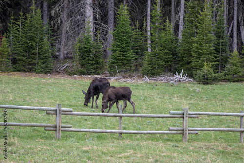 moose eating with baby in a montana mountain meadow