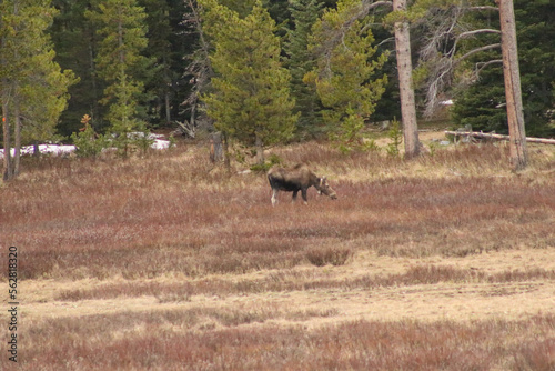 moose in mountain meadows in Montana