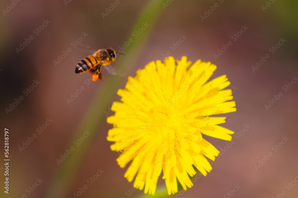 hardworking bee collecting nectar hardworking bee collecting nectar