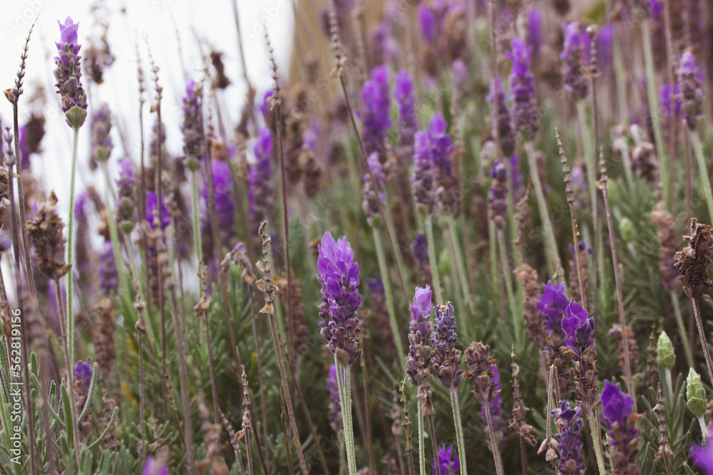 Lavender flowers growing in summer field in Provence, France. Blooming scented plants, flowers in natural light close up. Gardening, horticulture concept. Producing cosmetics, fragrance oils, perfumes