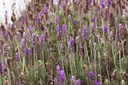 Lavender flowers growing in summer field in Provence, France. Blooming scented plants, flowers in natural light close up. Gardening, horticulture concept. Producing cosmetics, fragrance oils, perfumes