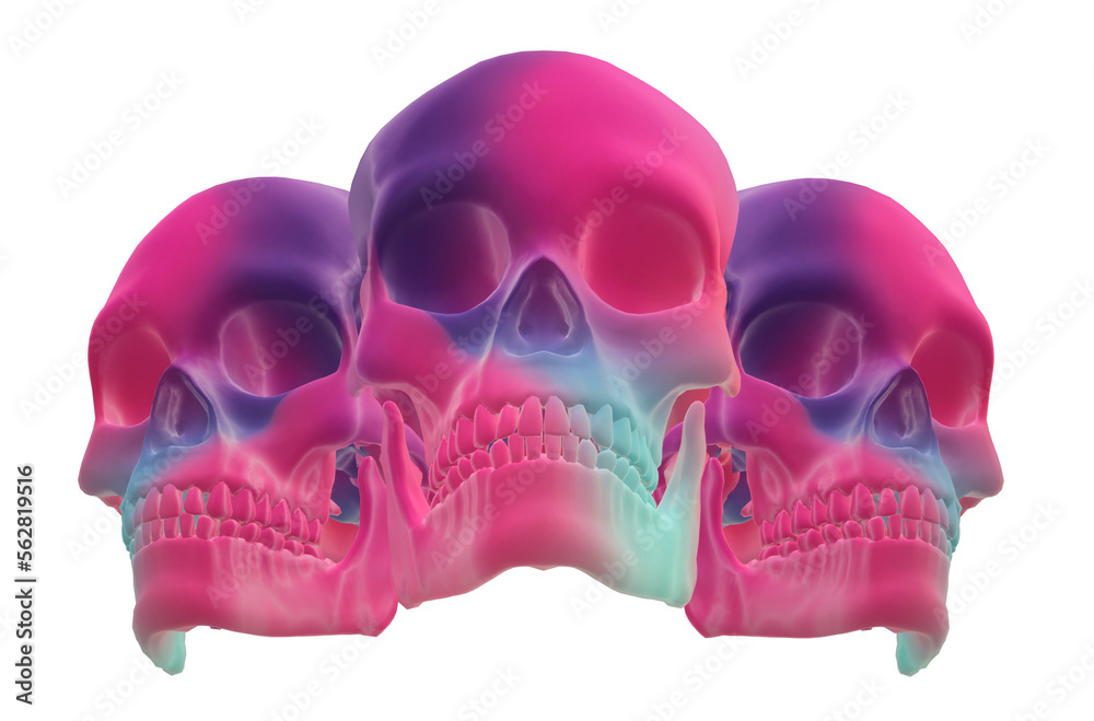 skull, human skeleton skull, human skeleton