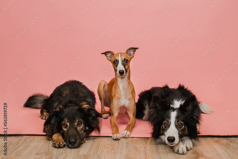 Trzy psy owczarek, border collie, whippet razem na różowym tle w studio pozują - obrazy, fototapety, plakaty 