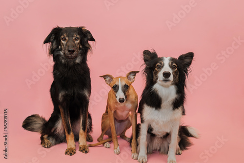 Trzy psy owczarek, border collie, whippet razem na różowym tle w studio pozują © oliviacy