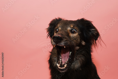 Śmieszny pies łapie smakołyka w locie na różowym tle w studio