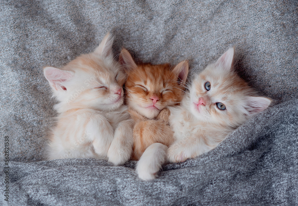 a family kittens sleeps together in a cozy blanket. kittens loving each other. Adorable cat hugs .