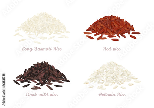 Rice of different types. Heap of grains of red rice, long basmati rice, dark wild rice and arborio. Vector cartoon illustration.