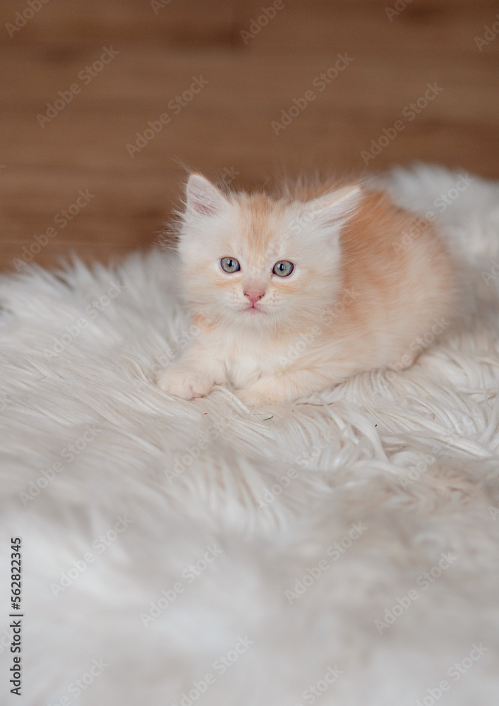 Cute little red kitten sleeps on fur white blanket