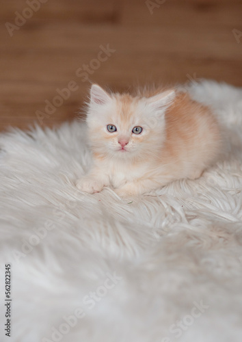 Cute little red kitten sleeps on fur white blanket © lavju83