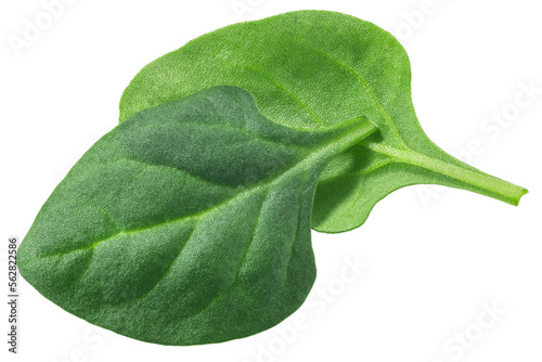 New Zealand Spinach leaves (Tetragonia tetragonoides foliage) isolated png photo