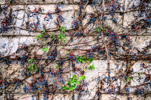 The background consists of an old plant with red branches and blue berries, densely weaving on a stone wall photo