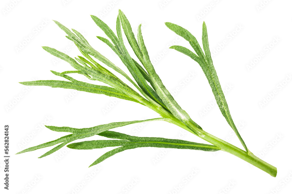 Fototapeta premium French Tarragon (Artemisia dracunculus) sprig, isolated png
