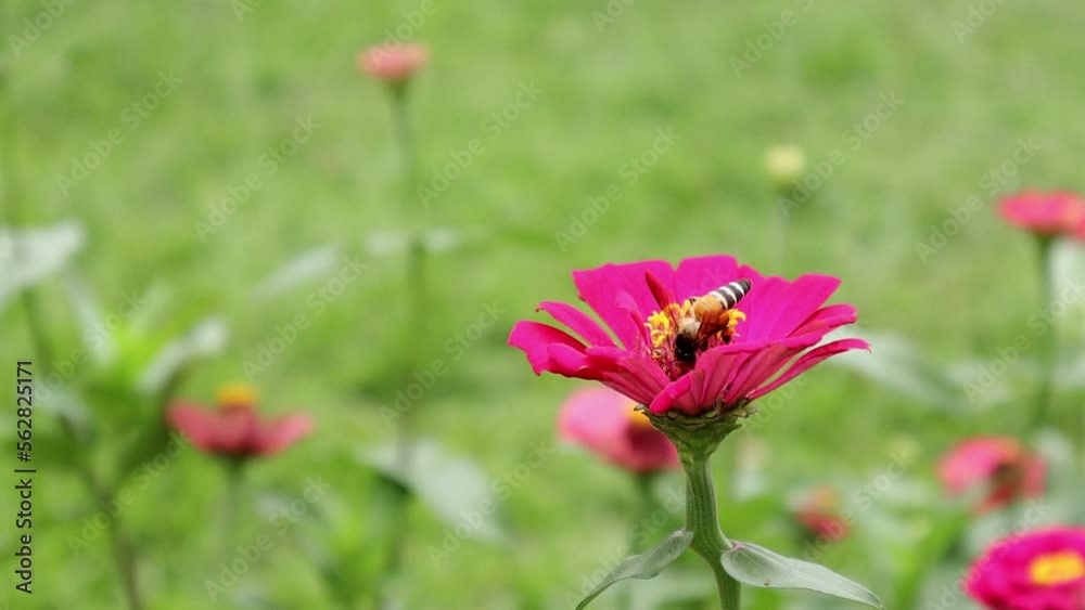 Flowers and green leafs in nature waving slowly in natural wind Flowers and green leafs in nature waving slowly in natural wind