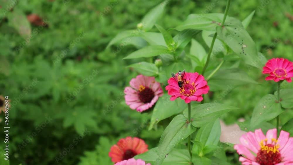 Flowers and green leafs in nature waving slowly in natural wind Flowers and green leafs in nature waving slowly in natural wind